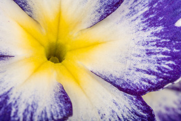 Zbliżenie kwiatu pierwiosnka w kolorach niebieskim, białymi i żółtym