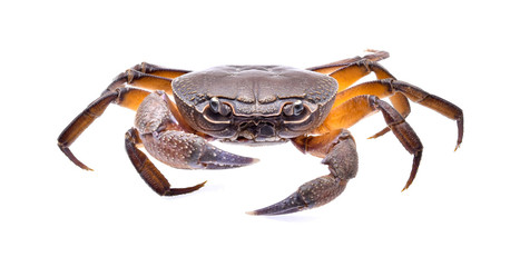 fiddler crab on white background