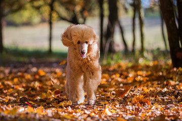 royal poodle in the forest