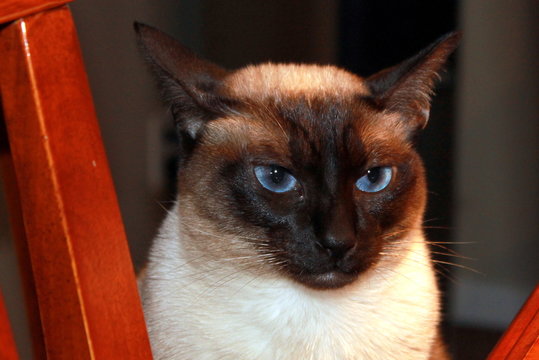 Chat siamois