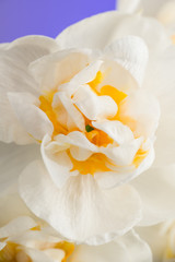 Obraz na płótnie Canvas Kwiat narcyza na fioletowym tle