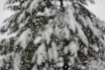 Abstract background of snow falling heavily in an evergreen forest with focus on snowflakes creating a winter wonderland
