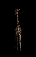 Crédence de cuisine en verre imprimé Girafe girafe se cachant dans le noir
