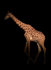 giraffe hiding in the dark