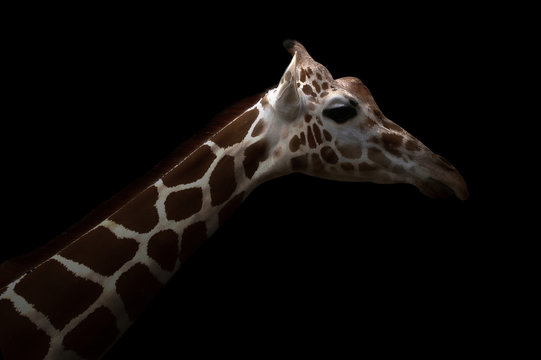 giraffe hiding in the dark