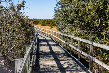 Fototapeta na wymiar Footpath through foliage at Back Bay National Wildlife Refuge in Virginia Beach, Virginia. 