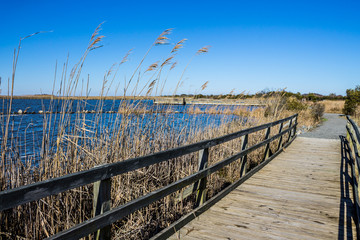 Raised walkway through marsh at Back Bay National Wildlife Refuge in Virginia Beach, Virginia.  