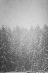 Snow falling heavily in an evergreen forest with focus on snowflakes creating a winter wonderland