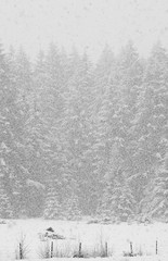 Snow falling heavily in an evergreen forest with focus on snowflakes creating a winter wonderland