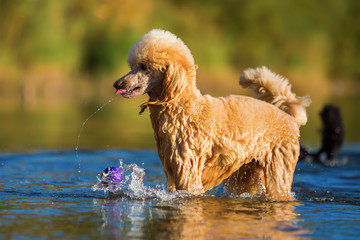 royal poodles playing in a lake