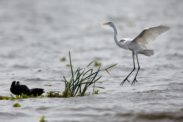 Great White Egret (lat. Ardea alba) flying at Chapala lake Mexic