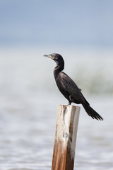 Neotropic cormorant (lat. Phalacrocorax brasilianus) perched on