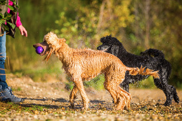 wet poodle shaking the fur
