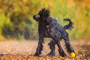 wet poodle shaking the fur