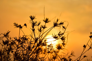 grass sunset, sunrise for ,Golden evening background