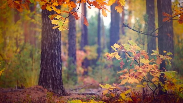 Autumn old forest with rain background. Beauty nature scene. Full HD 1080p