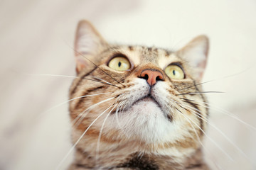 Portrait of grey tabby cat on blurred background