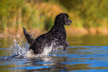 royal poodle jumps in the water