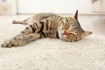 Grey tabby cat lying on beige carpet