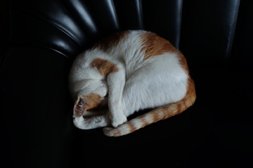 Sleeping cat