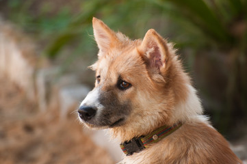 Sadly stray dog in Thailand