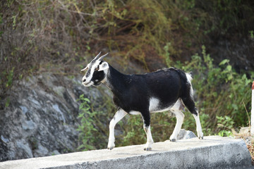Walking goat