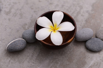 frangipani in wooden bowl with spa stones on grey background.