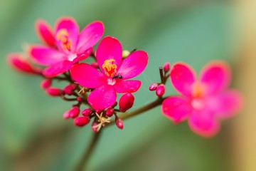 Fototapeta na wymiar red flower with green leaf on blurred background
