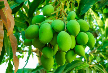 Mangoes