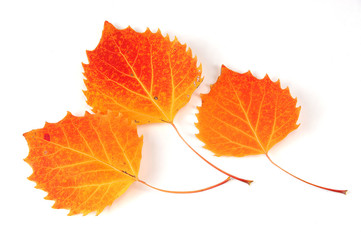 red autumn leaves isolated on white background