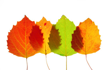 colorful autumn leaves isolated on white background