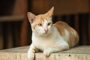 Orange cat lying on the floor