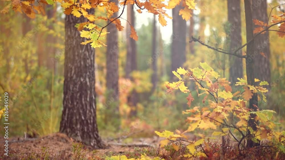 Sticker Autumn forest with rain background, fall. Beauty nature scene. Rainy weather. Full HD 1080p video