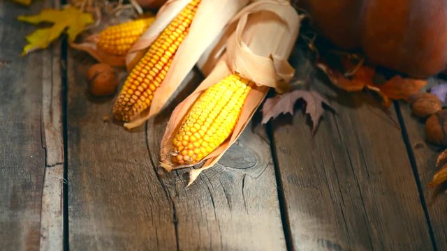 Thanksgiving Day. Corn cobs on wooden table background. Autumn festival concept, harvest. Full HD 1080p