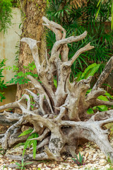 Old weathered tree stump with root in green summer landscape