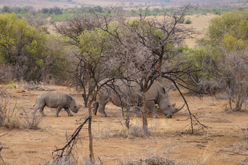 Female rhino with its  baby in Pilanesberg National Park.
