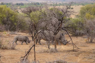 Crédence de cuisine en verre imprimé Rhinocéros Female rhino with its  baby in Pilanesberg National Park.