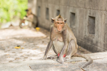 Monkey sitting on the cement wall