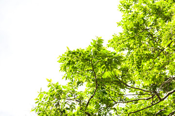 Obraz premium Green leaves on white background