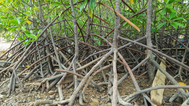 Air Root Of Mangrove Forest, Red Mangrove In Thailand