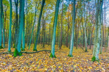 European autumnal forest landscape