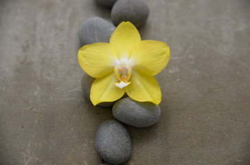 Fototapeta na wymiar Pile of gray stone with yellow orchid on grey background.
