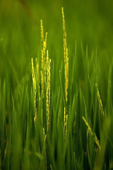 Beautiful  grass  in the nature