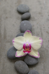 Obraz na płótnie Canvas Gray stone with yellow orchid on grey background.