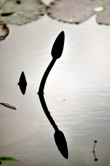 Silhouette of  Lotus will bloom in the pond