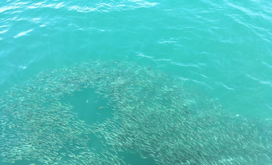 Schooling of fish on the sea surface at tropical zone