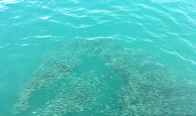 Fototapeta na wymiar Schooling of fish on the sea surface at tropical zone