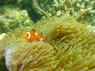 Sea anemone fish (nemo) in the sea anemone at the tropical coral reef © tonguy324
