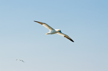 Fototapeta na wymiar Northern gannet