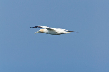 Northern gannet